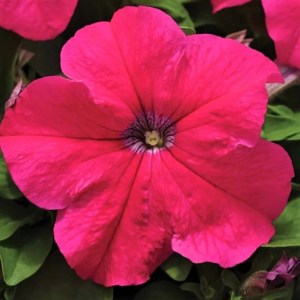 ez-rider rose2